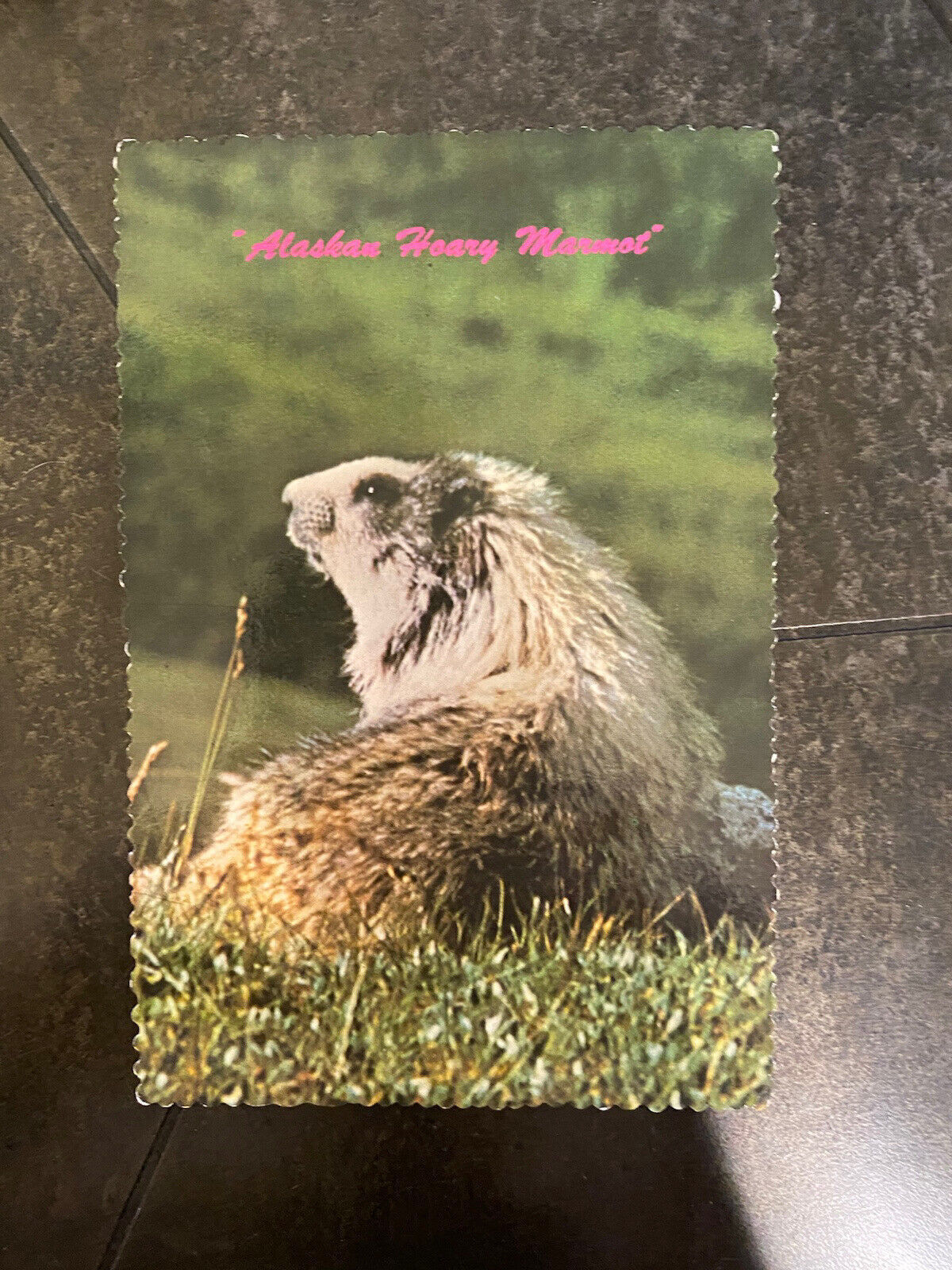 ALASKA Postcard - Alaskan Hoary Marmot In Mt. McKinley Park CQ