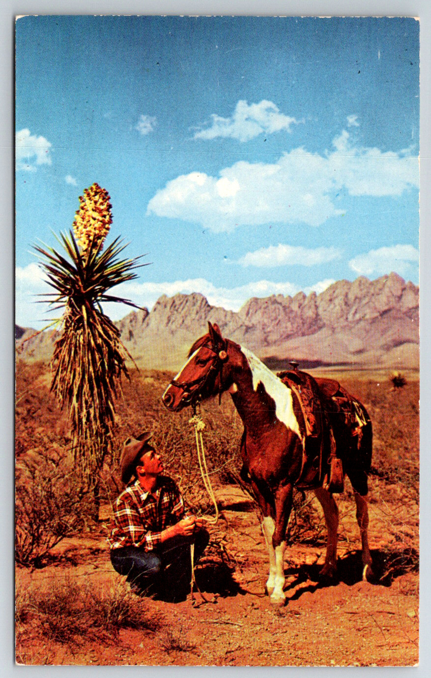 c1960s Cowboy Resting Yucca Plant New Mexico Horse Vintage Postcard