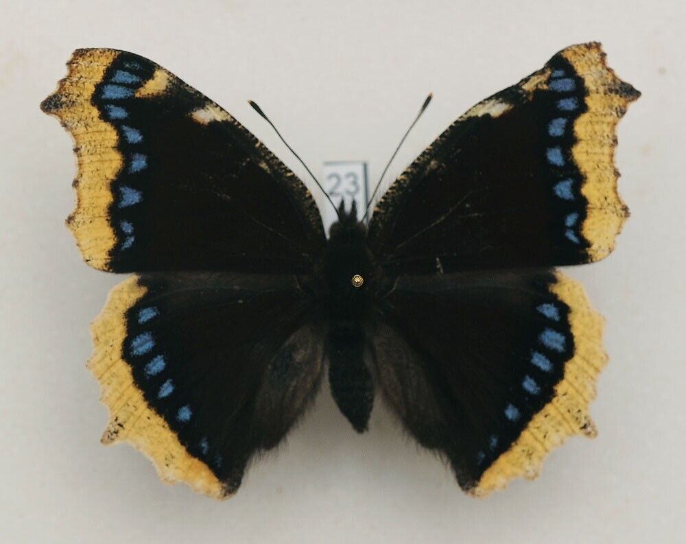 Nymphalidae - Nymphalis antiopa - Camberwell Beauty - #23
