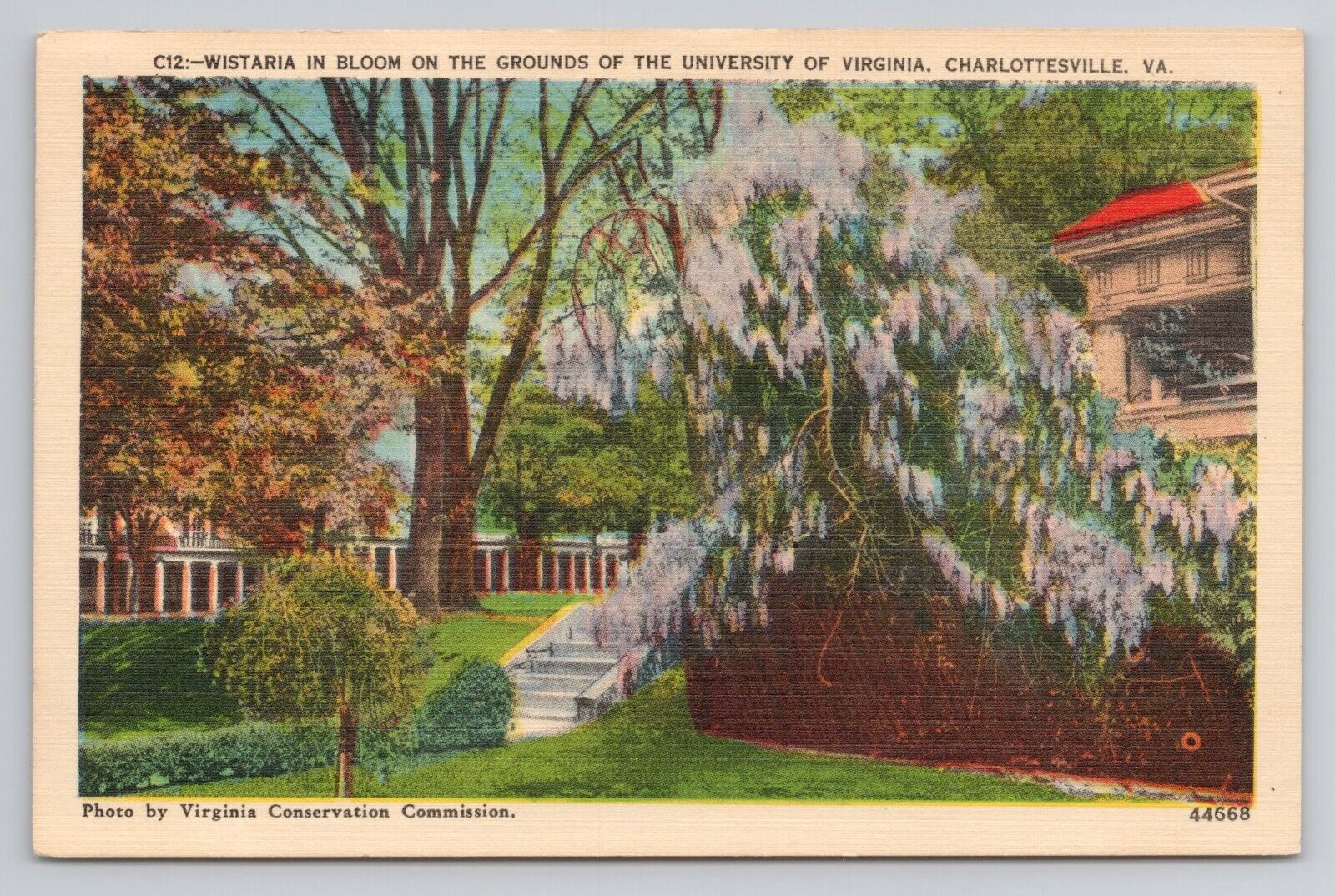 Postcard Wistaria In Bloom On The Grounds Of The University Of Virginia