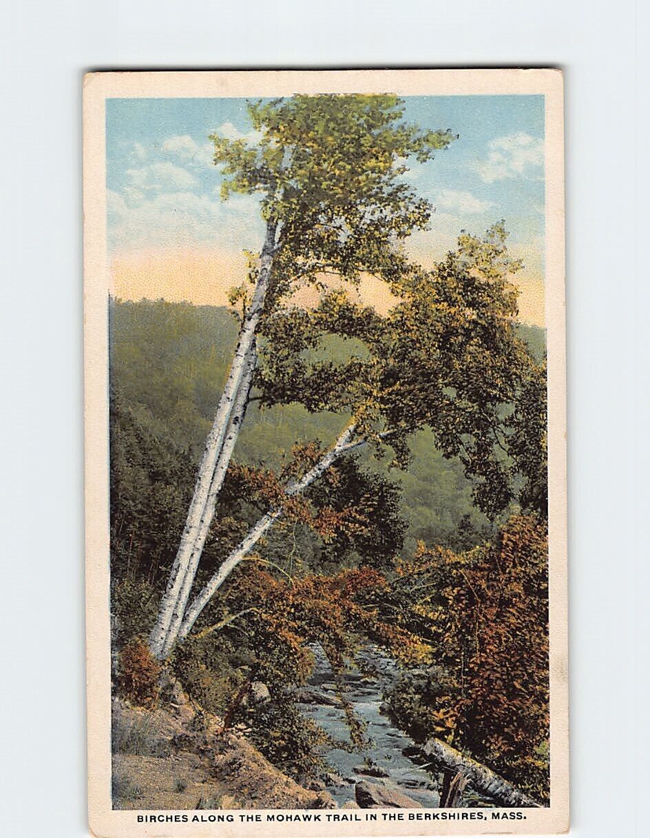 Postcard Birches along Mohawk Trail Berkshires Massachusetts USA