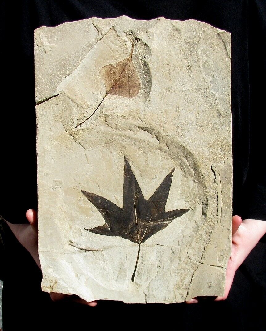 EXTINCTIONS- BEAUTIFUL, VERY LARGE SYCAMORE, POPLAR LEAF PLATE - GREAT DISPLAY