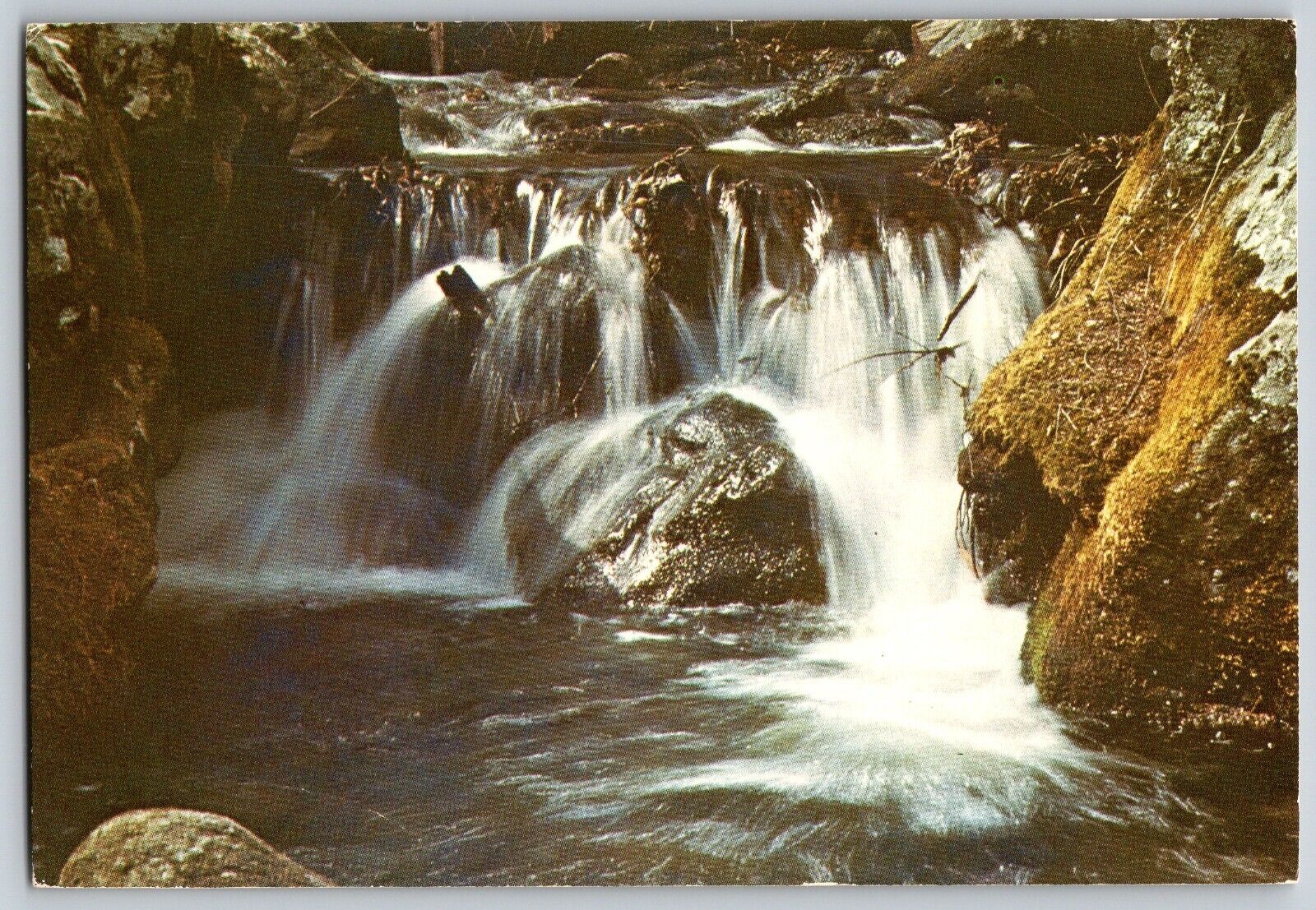 Laurel Prong Of the Rapidan River Forest - Vintage Postcard 4x6 - Unposted