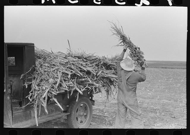 Photo:Loading corn cut for fodder, Sheridan County, Kansas