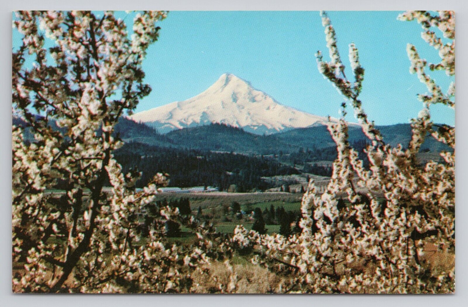 Mount Hood Oregon Postcard 3400
