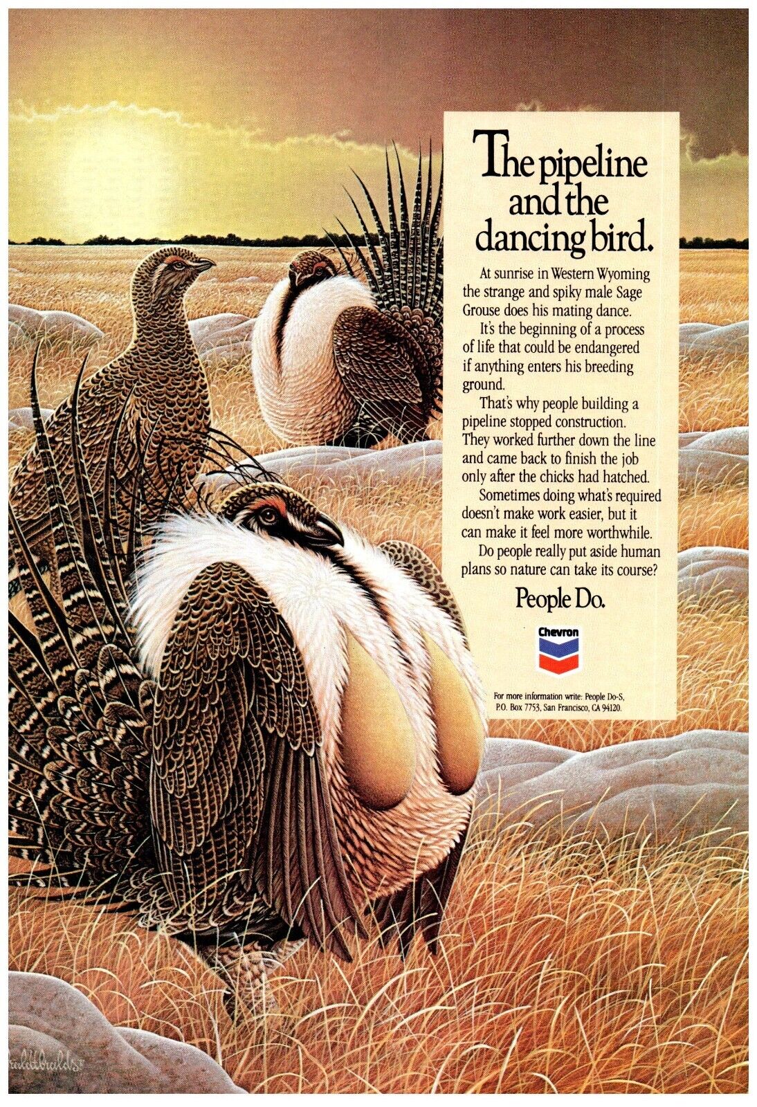 Chevron Wyoming Pipeline Sage Grouse 1987 Vintage Print Advertisement 6.75\