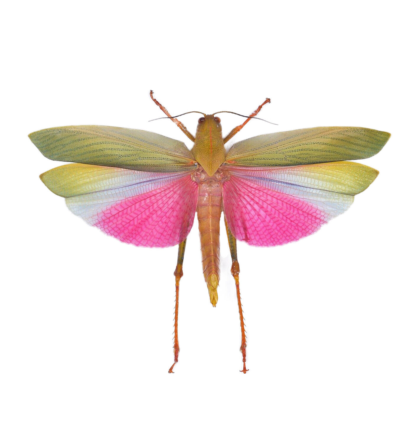 Lophacris cristata real pink grasshopper unmounted wings closed Peru
