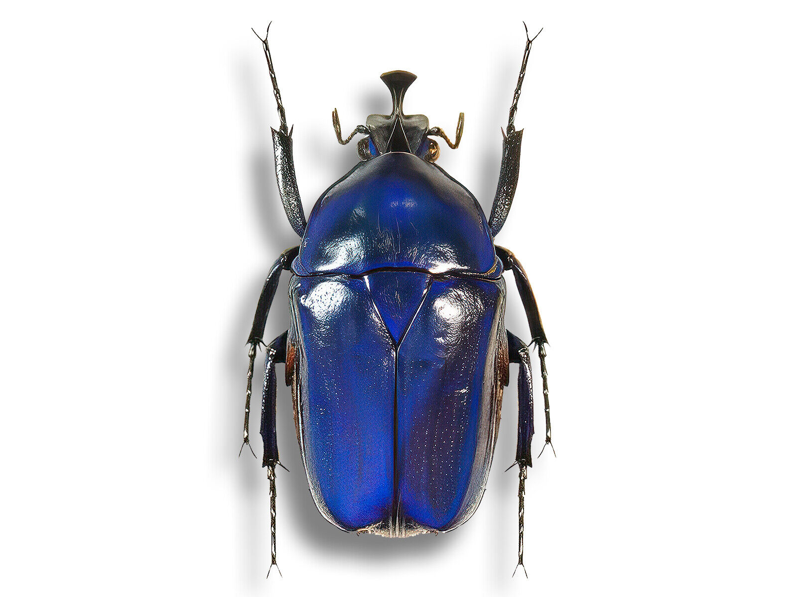 RARE Cetoniidae Trigonophorus rothschildi BLUE Form Beetle Unmounted USA