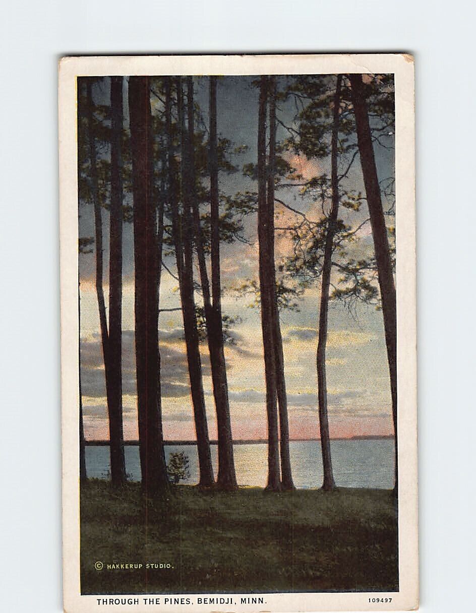 Postcard Through The Pines Bemidji Minnesota USA