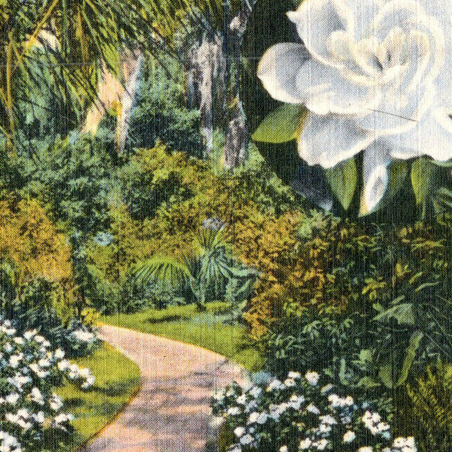 Vintage c.1930's Linen Postcard Florida Gardenia Cypress Gardens Nature-FL-25
