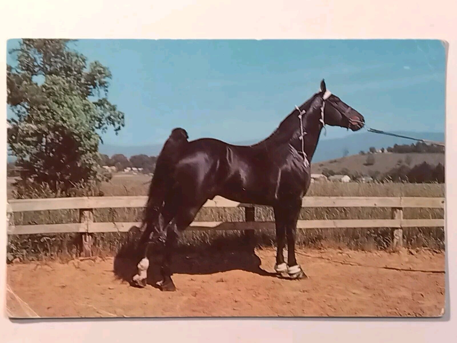 Champion Walking Horse  Tennessee Postcard Posted 1963