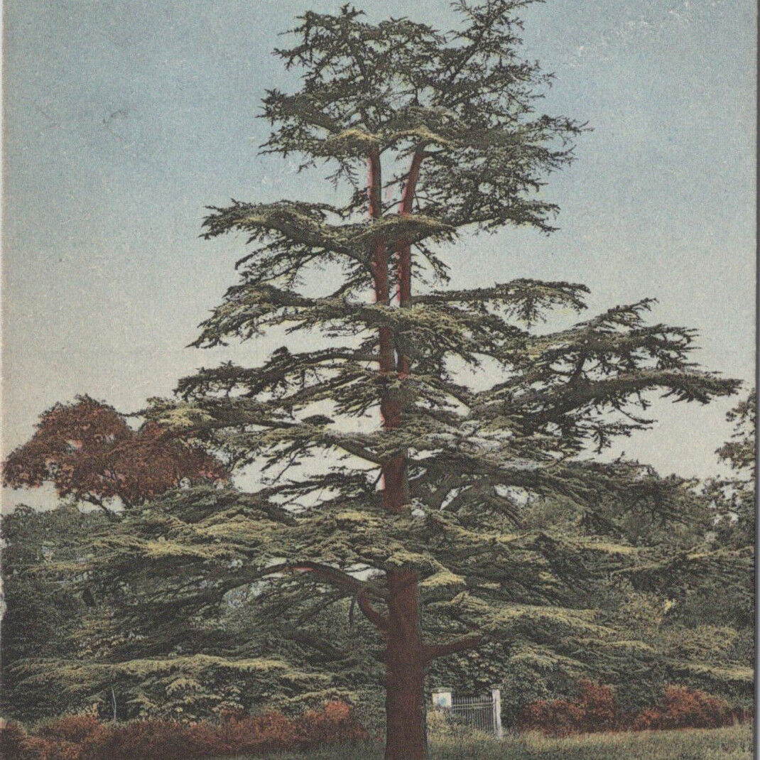 1920s Josephine Cedar Plant Tree Chateau Malmaison Park Rueil France Postcard