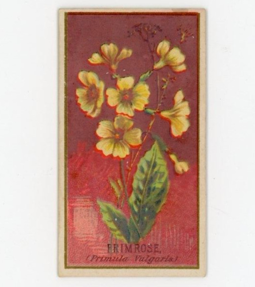 1890 N164 Goodwin & Co. Old Judge Tobacco Primrose F162
