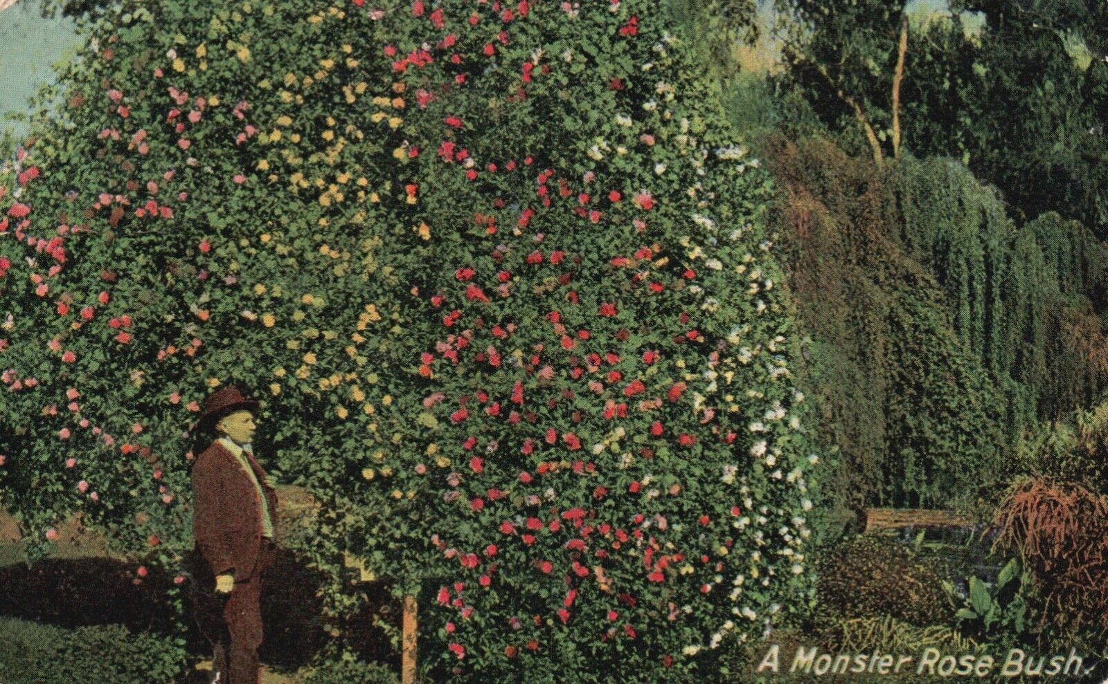 Postcard CA Posted Los Angeles A Monster Rose Bush 1911 Vintage PC G1968