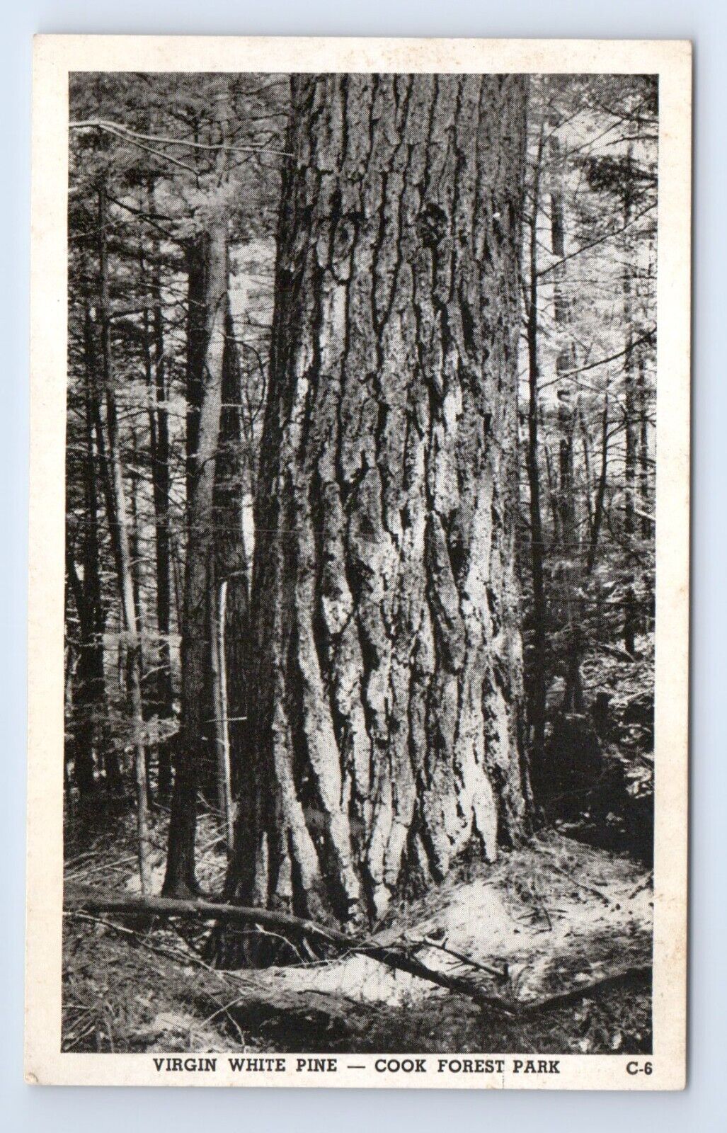 Virgin White Pine Tree Cook Forest Park Leeper Pennsylvania Postcard RPPC VTG PA