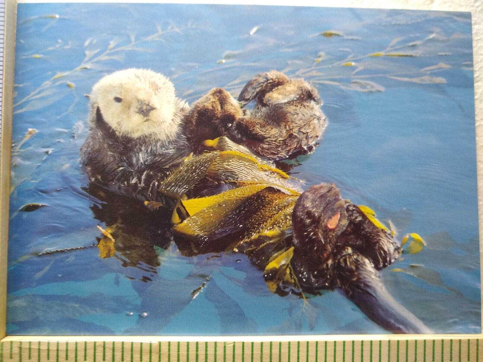 Postcard Young Sea Otter North American Wildlife