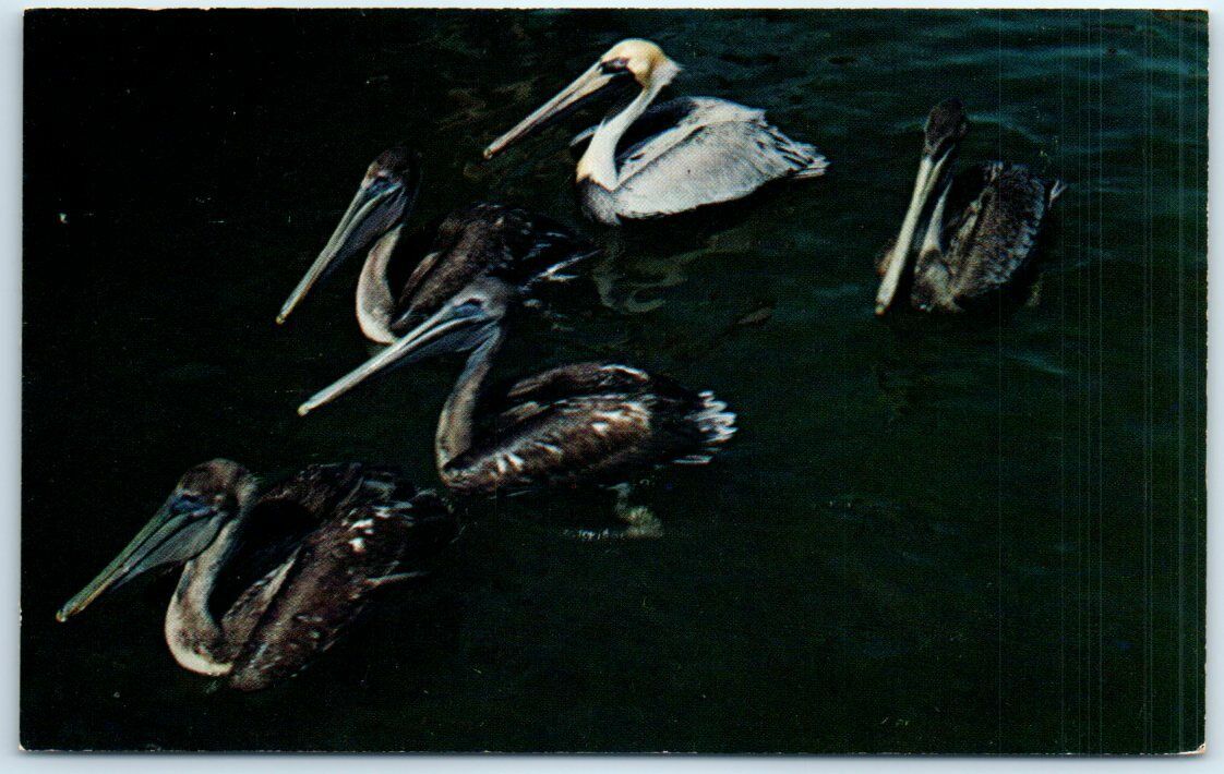 Postcard - A Peculiar Bird is the Pelican