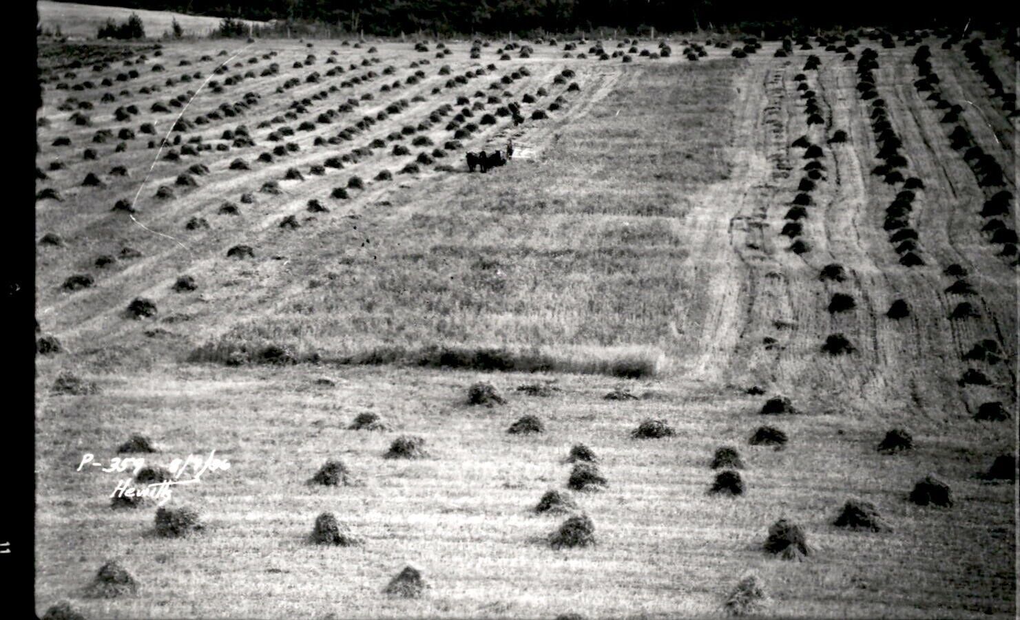 LG38 1935 2nd Gen Photo ALASKAN FARMER HARVESTING CROP HORSE-DRAWN THRESHER