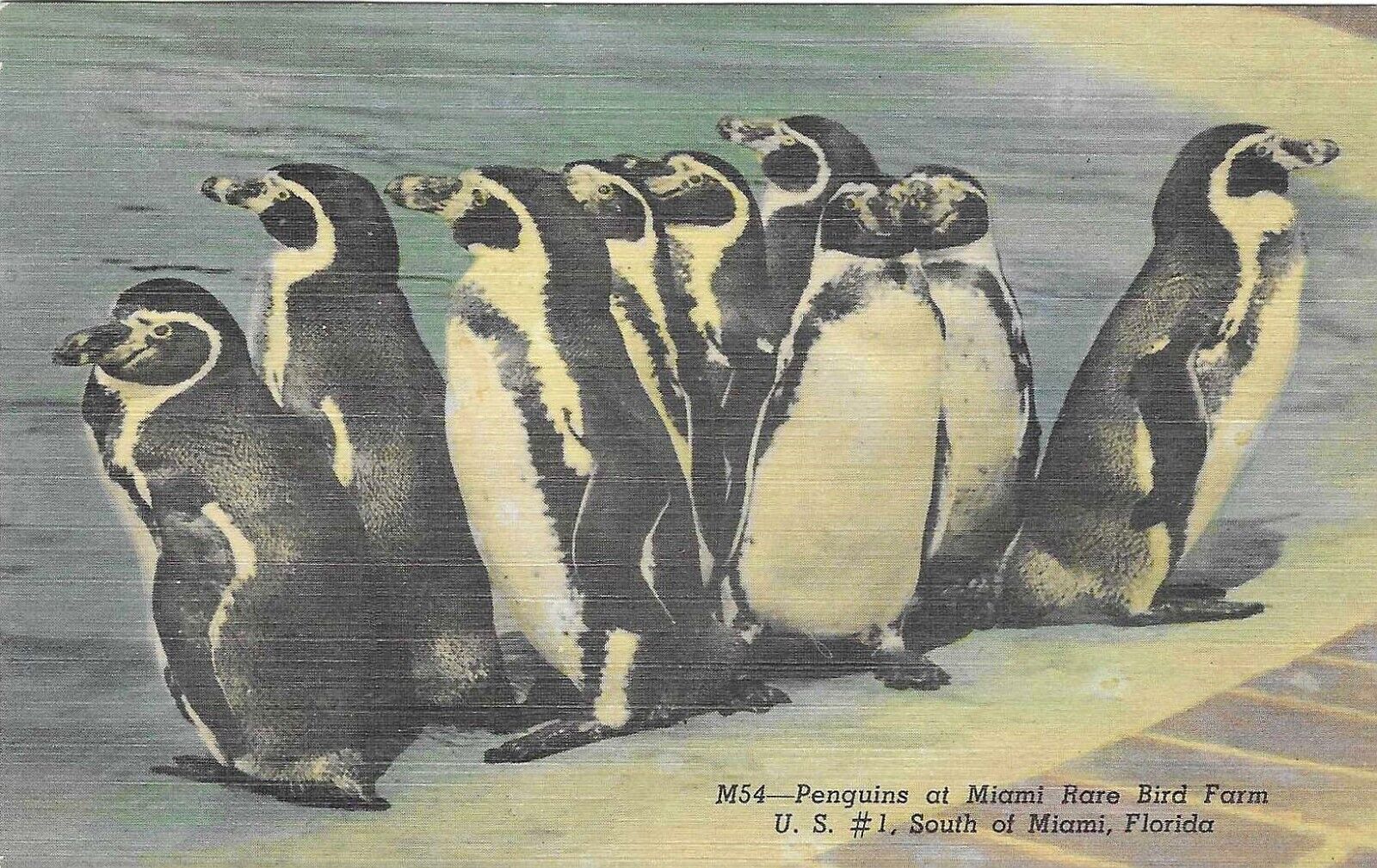Vintage Florida Linen Postcard Miami Rare Bird Farm Penguins Map Advertisement
