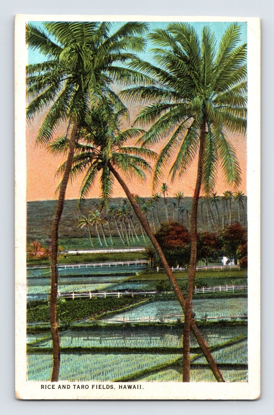 Postcard Hawaii Rice Taro Field Palms 1930s Unposted White Border