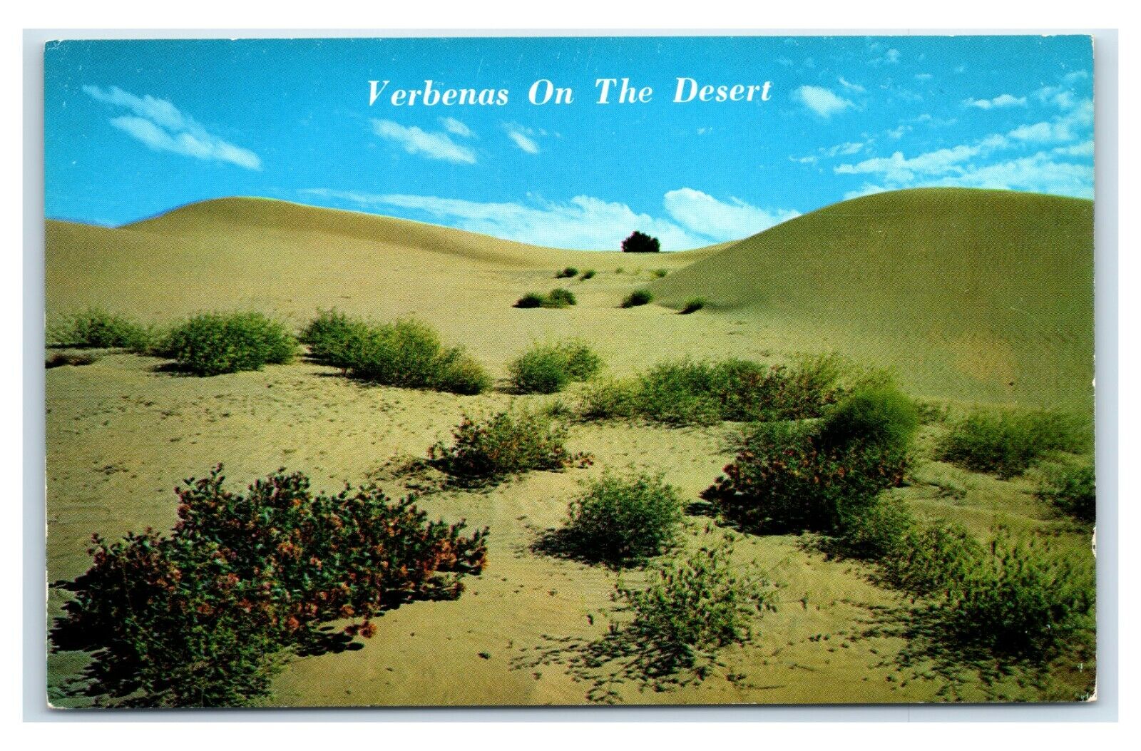 Postcard Verbenas on the Desert, Springtime in the Southwest U20