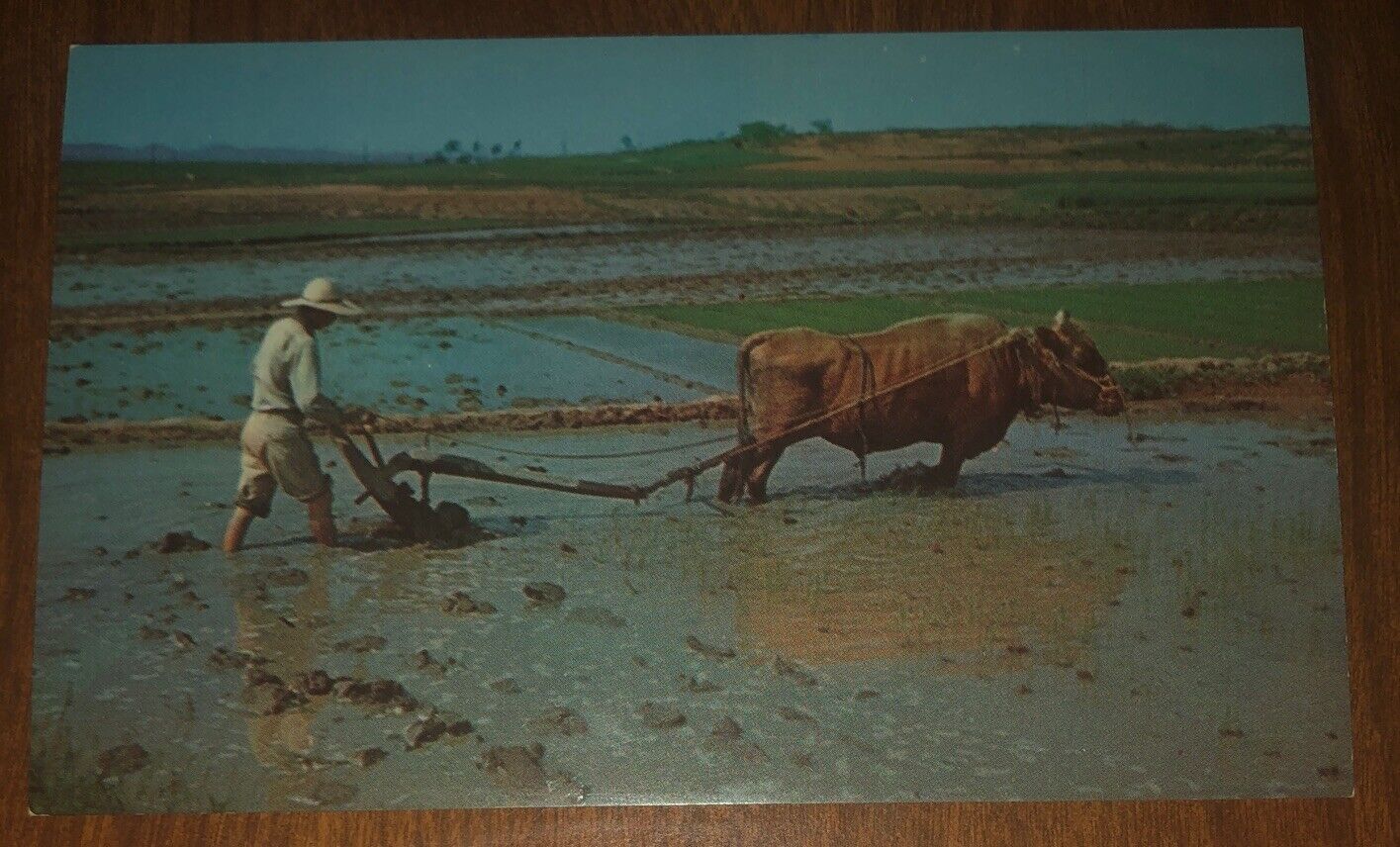 A Typical View Of Plowing a Rice Paddy In Asia Chrome Photo Postcard From Korea