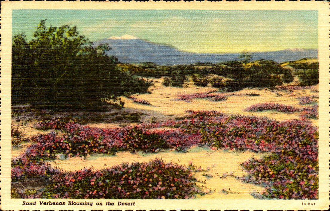 Sand Verbenas Blooming on the Desert - California - Unposted Linen Postcard