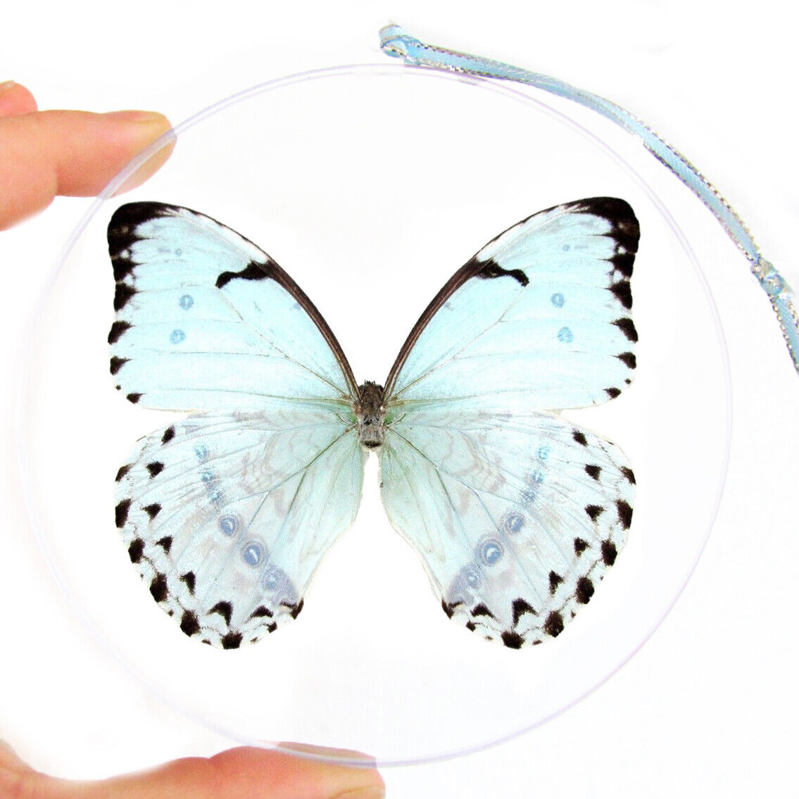 Morpho catenaria REAL BLUE BUTTERFLY CHRISTMAS ORNAMENT