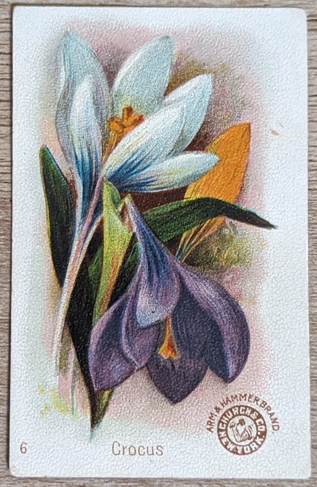 1895 AH800 Church & Co Arm & Hammer Beautiful Flowers Crocus Trade Card #6