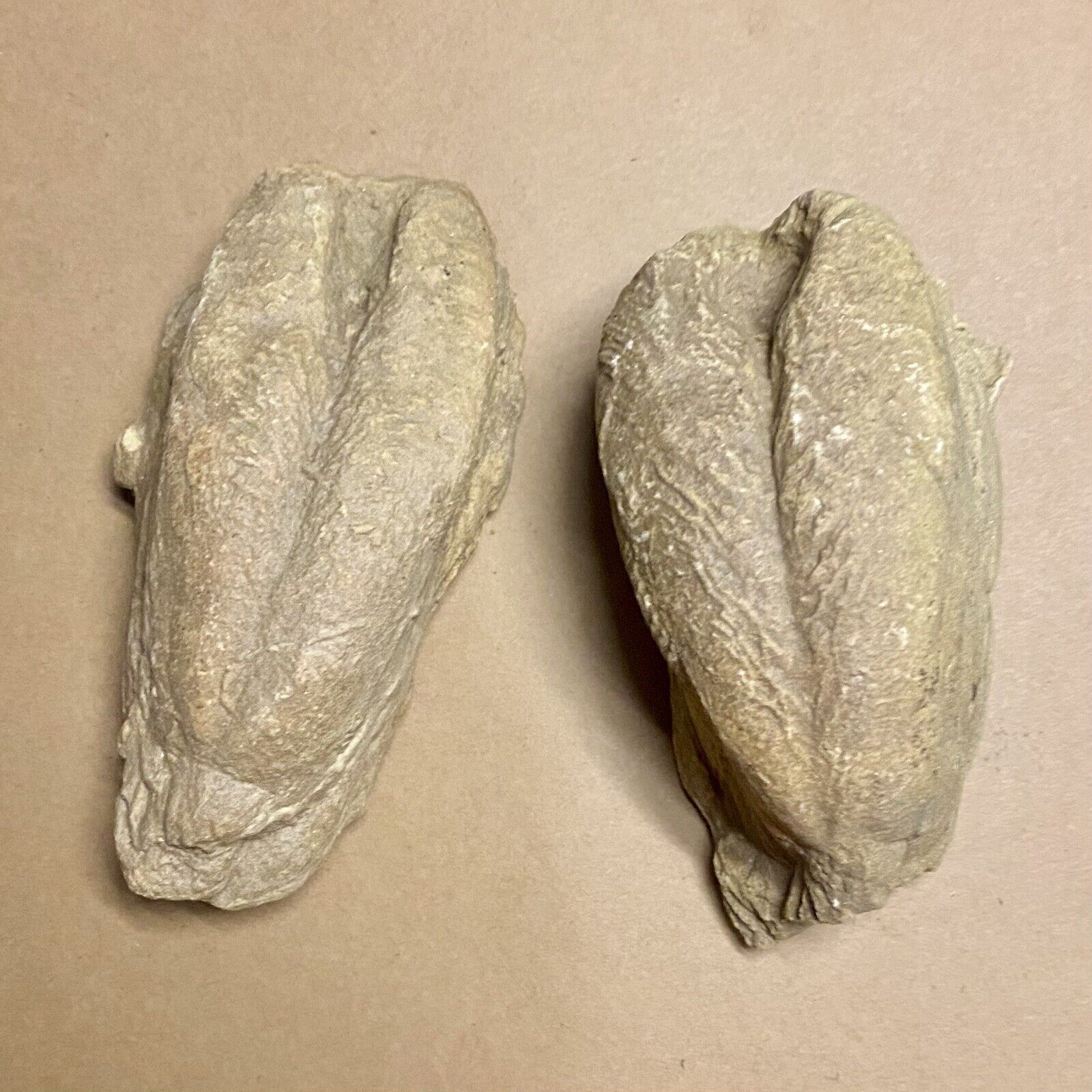 2 Rare Fossils - Trilobite Rusophycus/Cruziana (Burrow) Nest, Wyoming