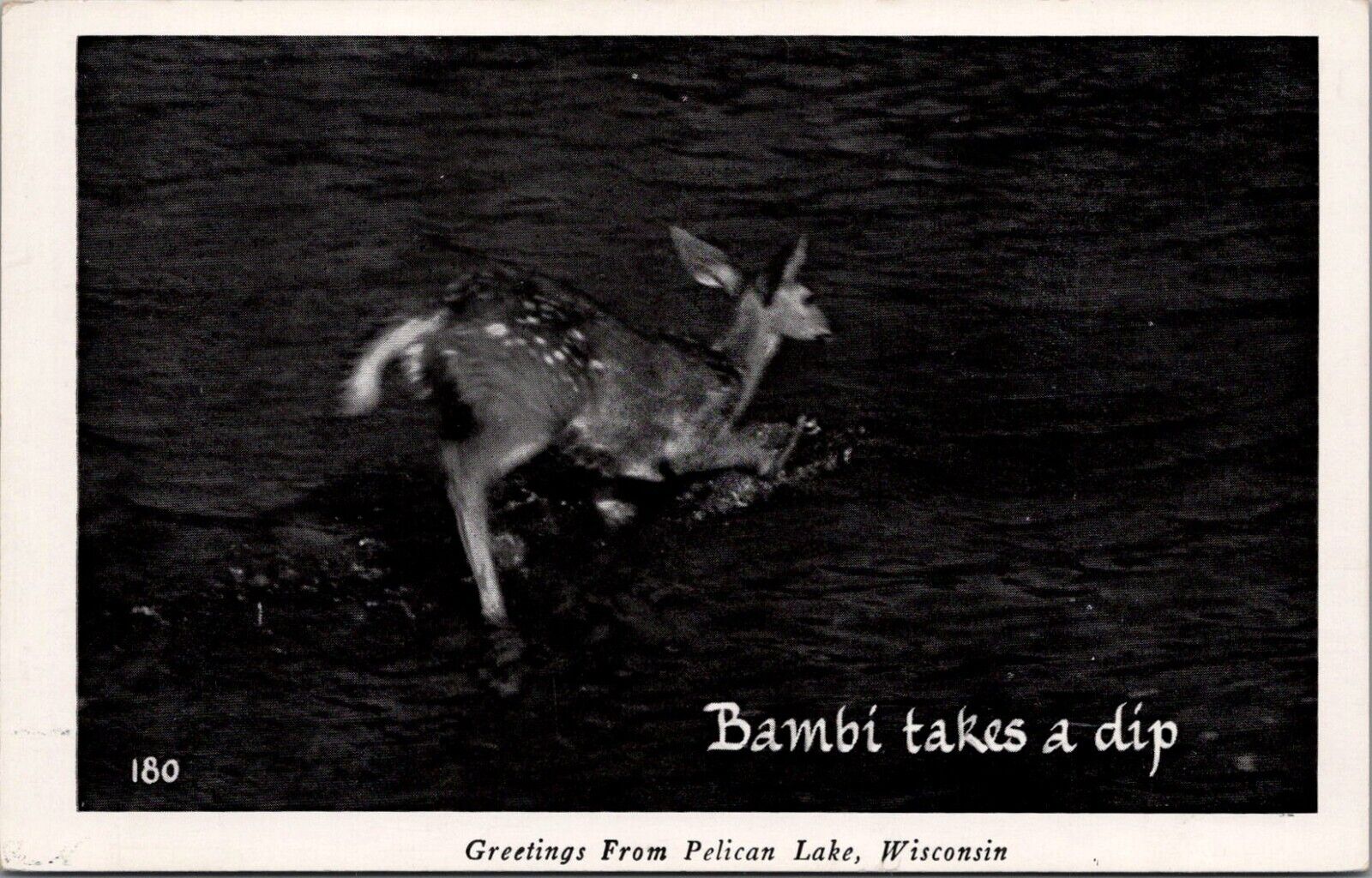 Postcard Greetings Pelican Lake Wisconsin Bambi Deer Takes Dip Oneida Co. UNP