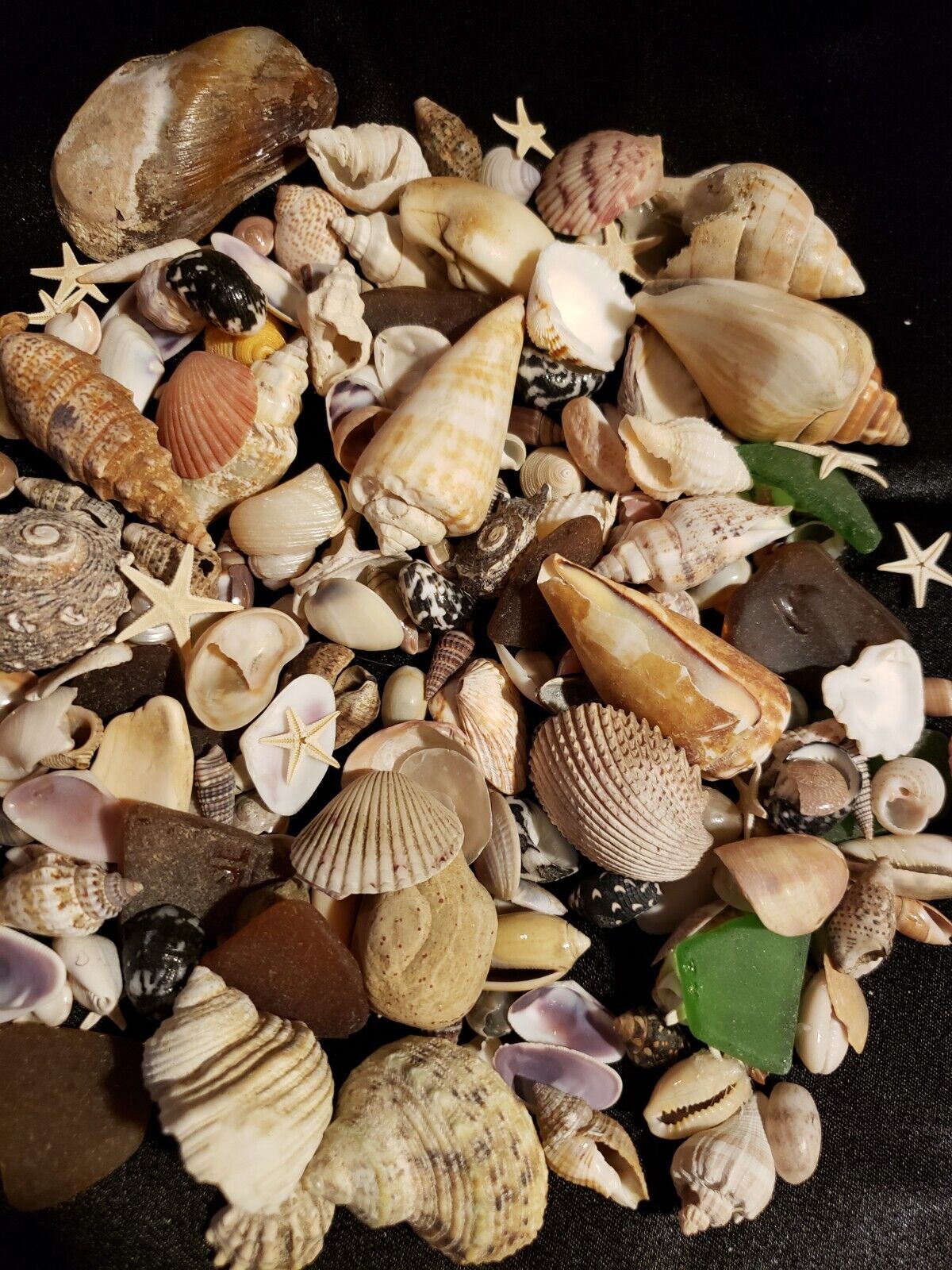 assorted sea shells lot craft shells--small star fish--sea glass