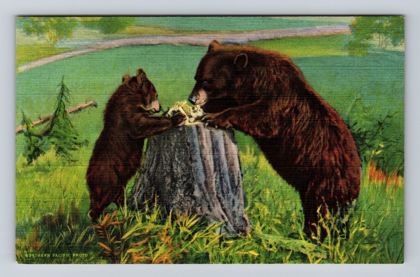 CO- Colorado, Brown Bears Eating Dinner, Antique, Vintage Souvenir Postcard