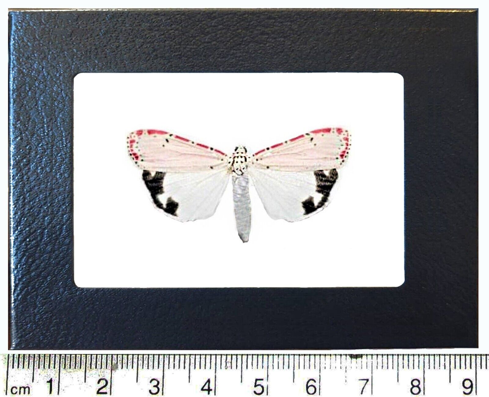 Utethesia ornatrix WHITE FORM pink white moth Florida USA FRAMED