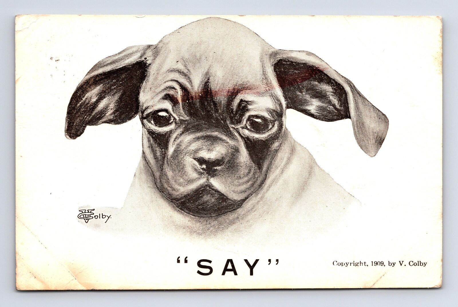 c1909 Pug Puppy Say Artist Portrait Vincent V Colby DB Postcard