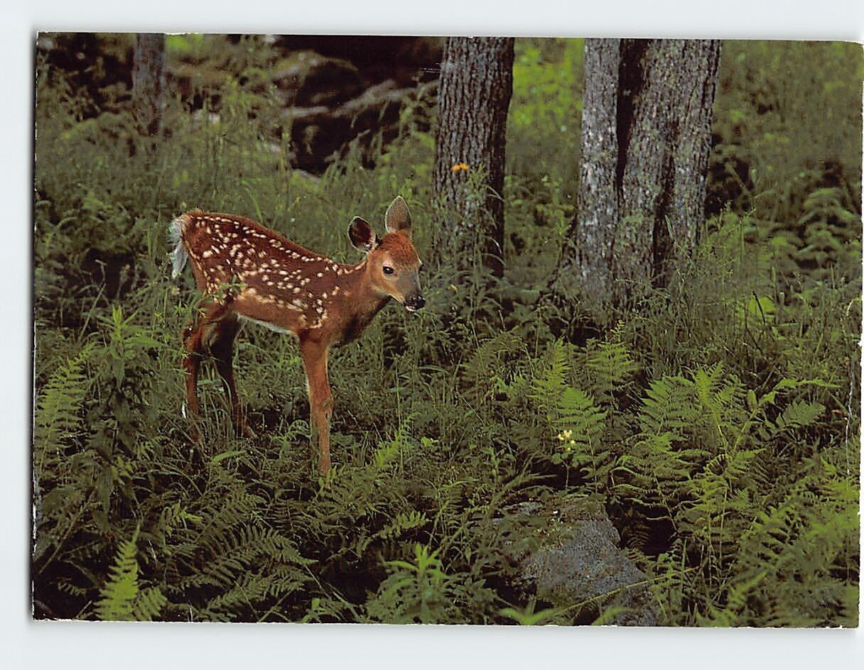 Postcard White Tailed Deer Fawn