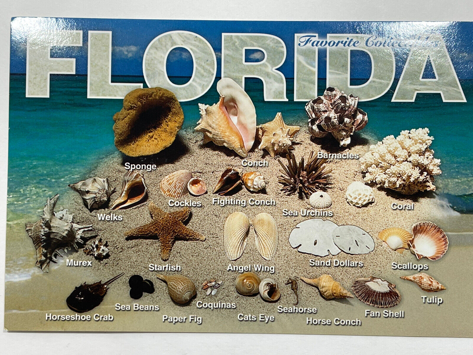 Postcard Florida Favorite Collectables
