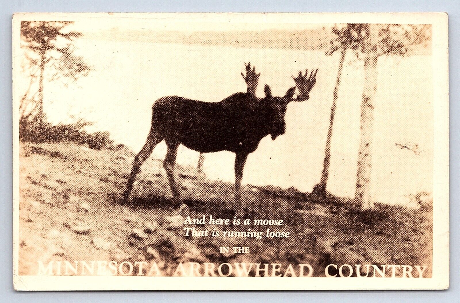 Postcard RPPC Moose Running Loose Minnesota Arrowhead Country