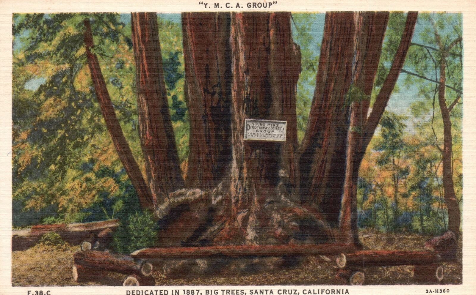 Vintage Postcard 1920's View of Y.M.C.A. Group Big Trees Santa Cruz California