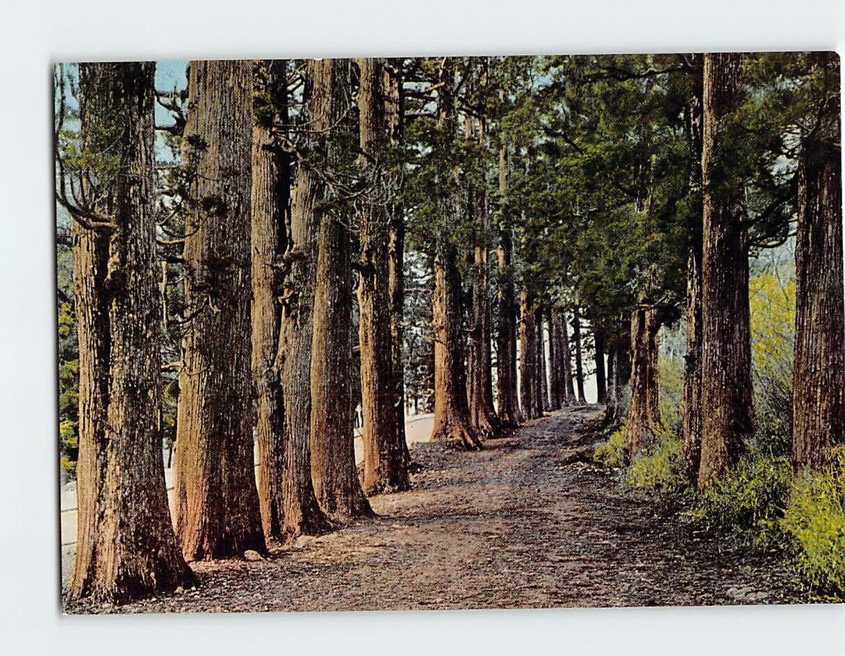 Postcard Avenue Of Cedar Trees, Suginamiki, Hakone, Japan