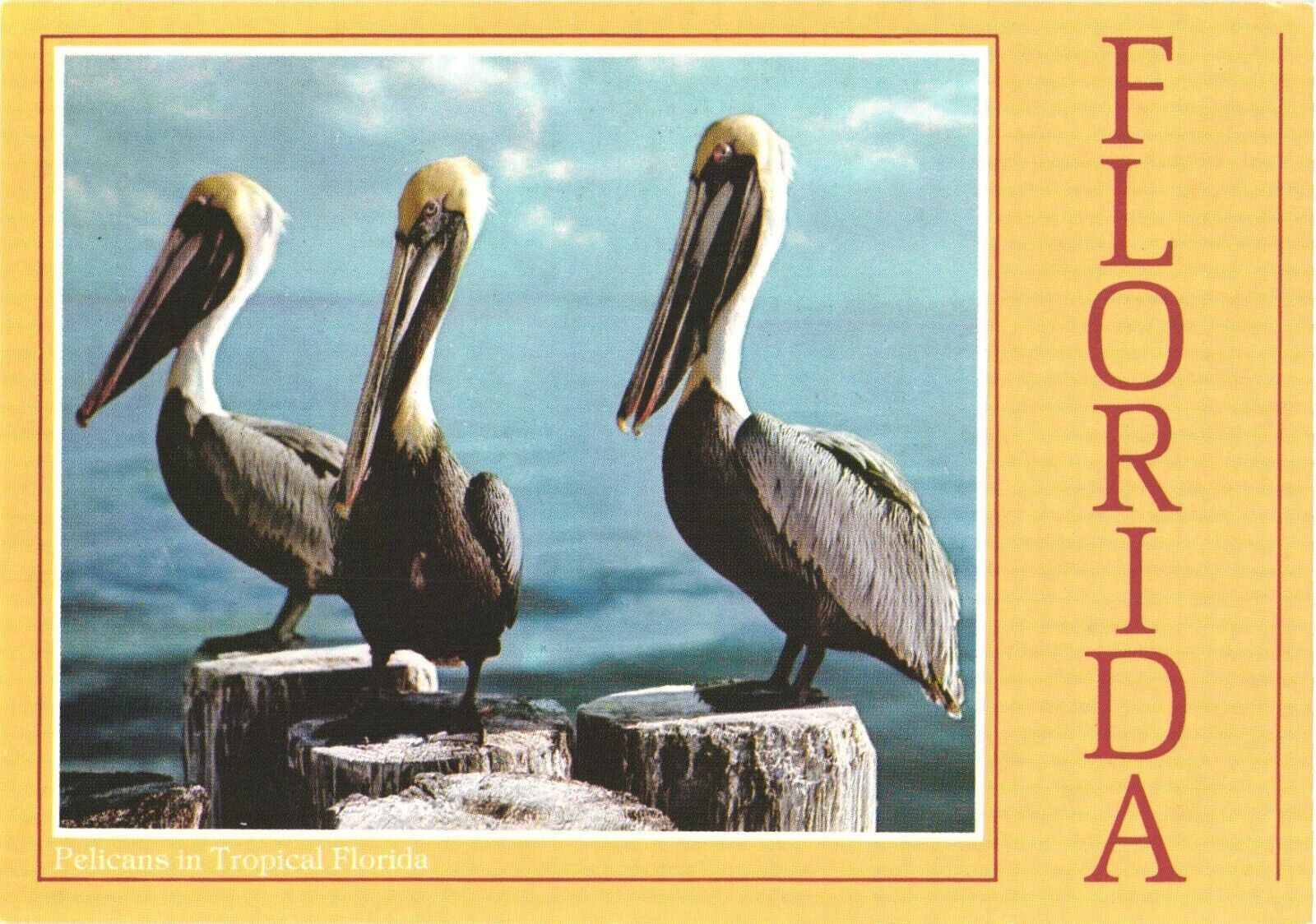 Florida Pelicans In Tropical Florida Postcard