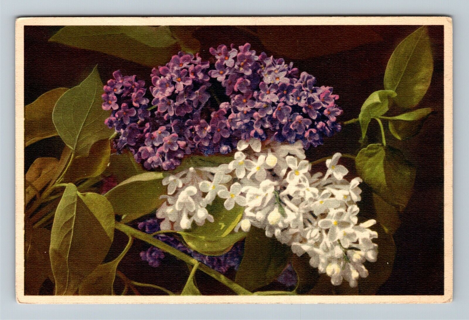 Syringa Vulgaris Flieder Lilac Vintage Postcard