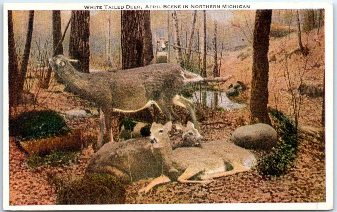 Postcard - White Tailed Deer, April Scene In Northern Michigan