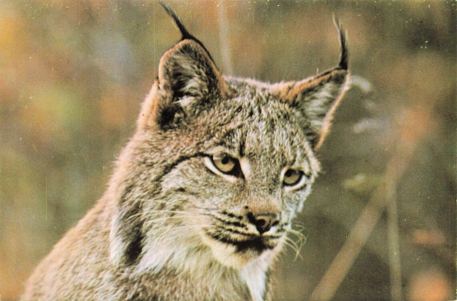 Canada Lynx Animal Vintage Continental Postcard Unposted