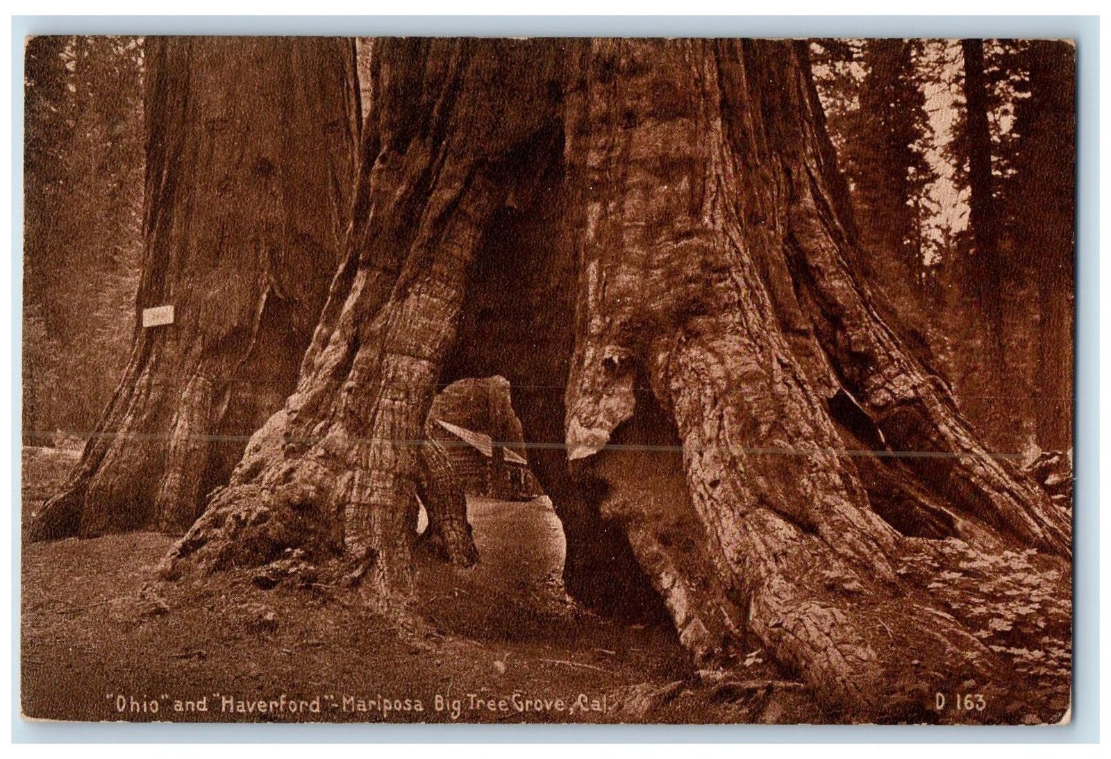 c1950 Ohio & Haverford Mariposa Big Tree Grove With Hole California CA Postcard