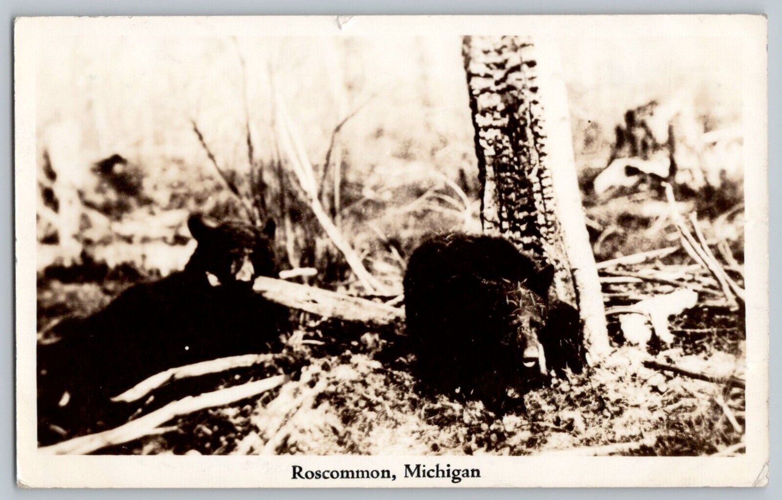 Roscommon Michigan MI Bears Real Photo Postcard RPPC 1938