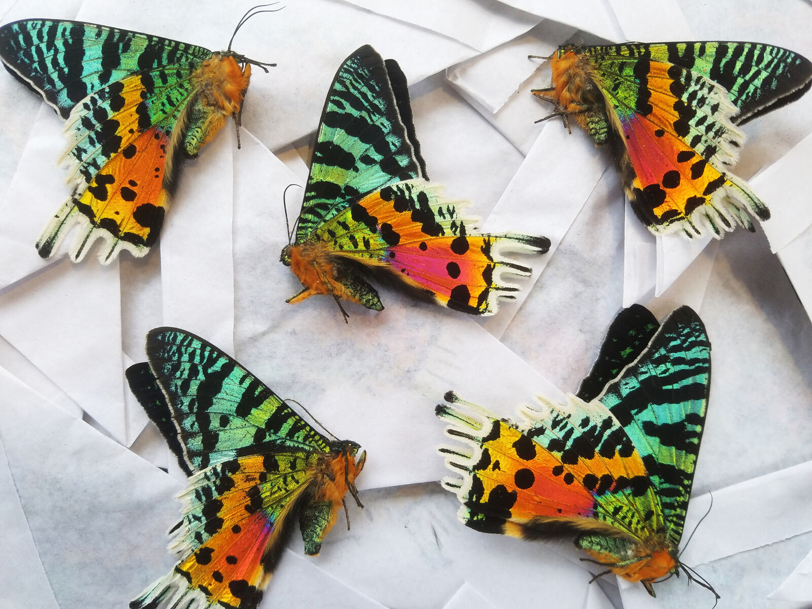 WHOLESALE Lot of 5 Urania ripheus REAL Madagascar Sunset Moth BULK Butterfly
