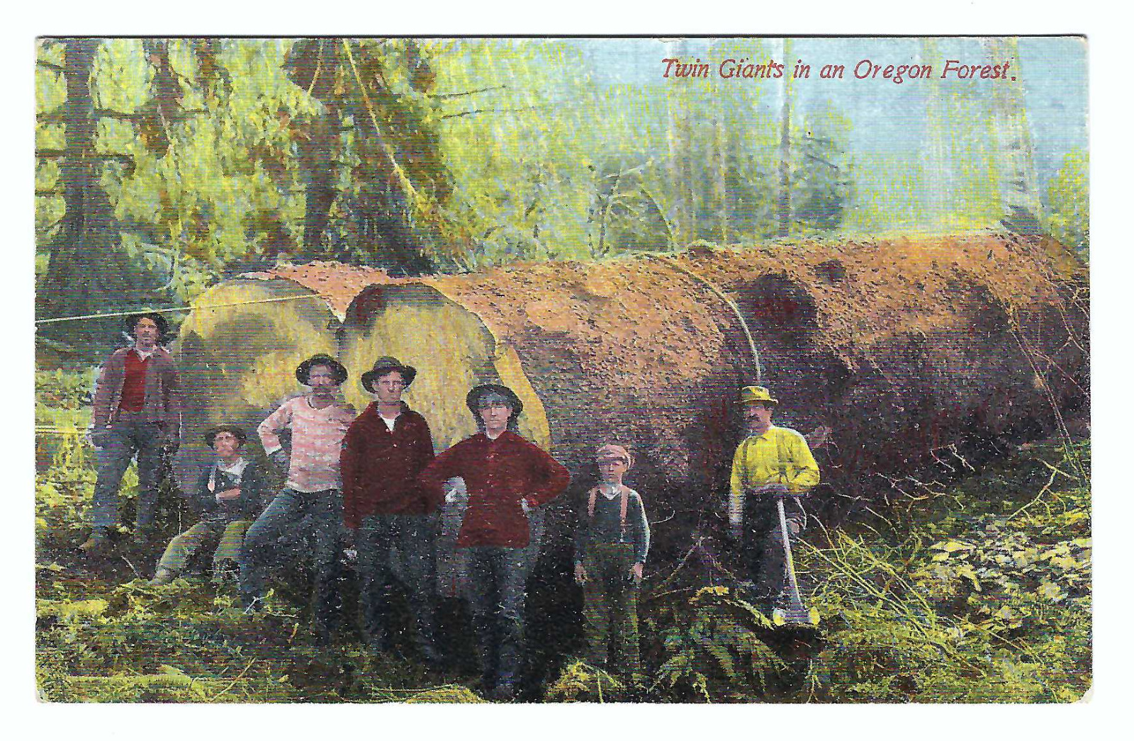 Logging Twin Giants in an Oregon Forest Old Vintage Postcard