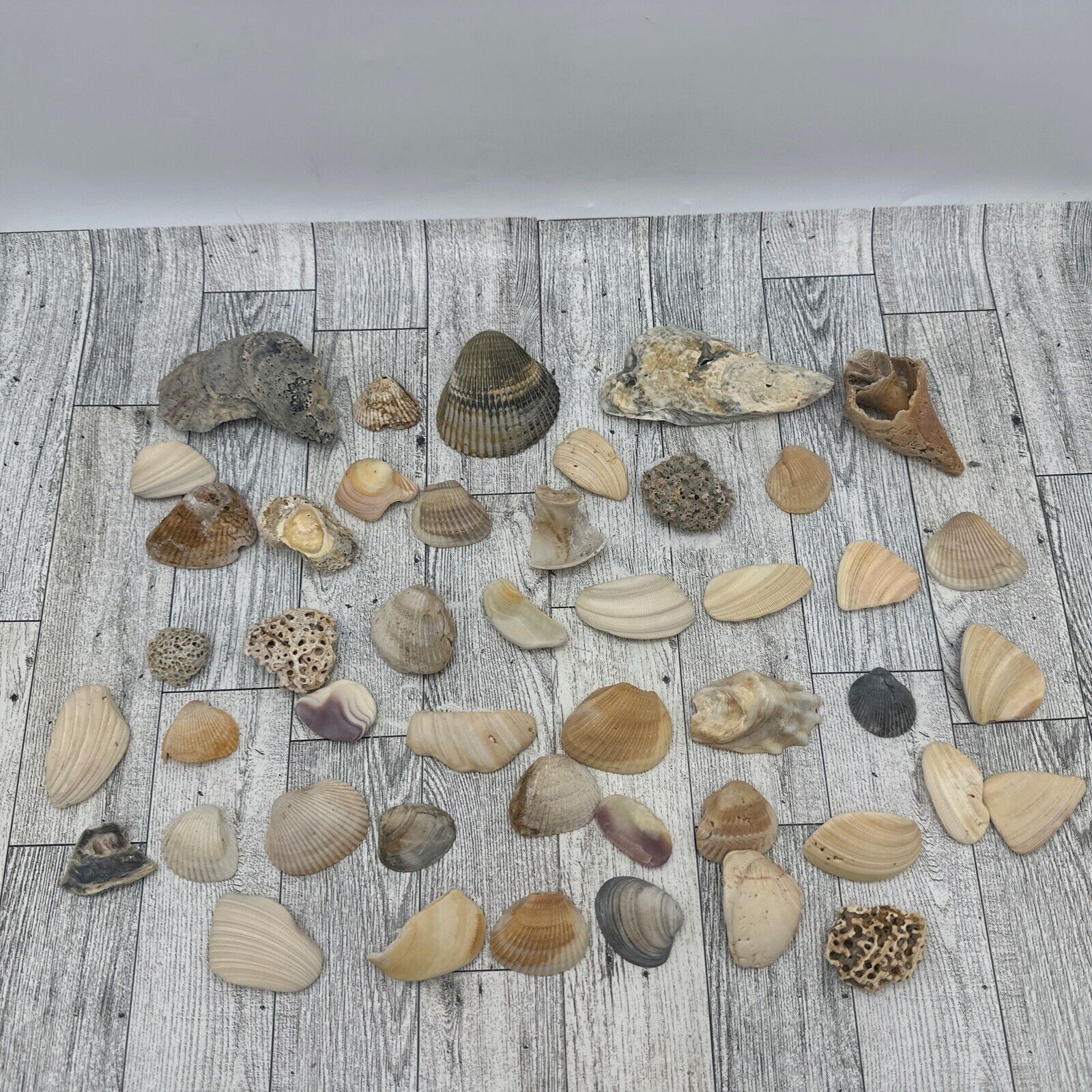 Seashell Lot Collectible Arts and Crafts Large Variety Cockle Clam Medium Small