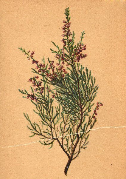 ALPENFLORA ALPINE FLOWERS. Calluna vulgaris (L. ) Salisb-Besenheide 1897 print